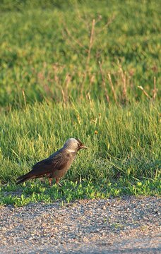 Western jackdaw standing on grass in warm evening light, with a softly blurred green natural background