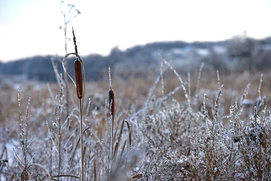 Typha close-up. Phragmites australis. photo with dry Reeds, Typha Latifolia, also called bulrush, reedmace, cattail or corn dog grass, on the shore of the frozen lake. autumn season. winter time