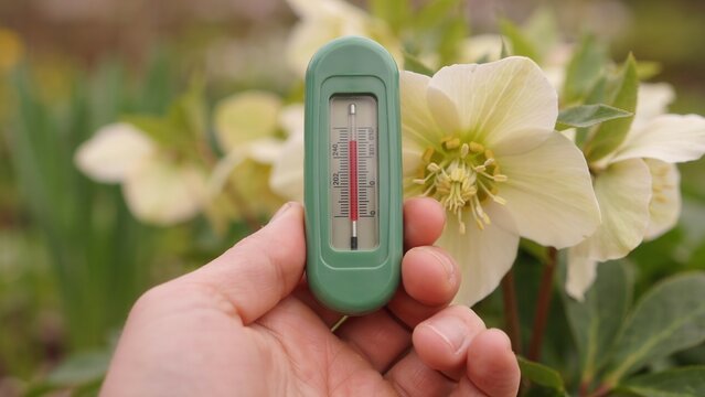 A hand holding a green garden thermometer outdoors near blooming helleborus flowers in spring. Ideal for gardening and climate monitoring concepts.