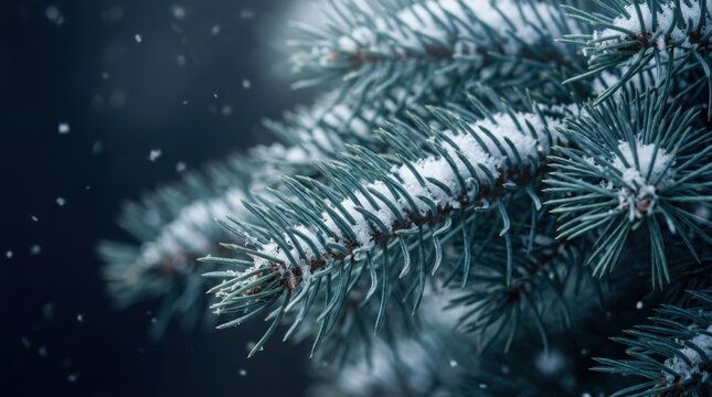 Snow covered pine tree branch in winter snowfall
