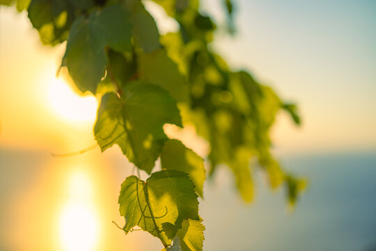 Fresh green leaves glowing backlit golden summer sunlight lush foliage vibrant nature closeup vertical bokeh. Peaceful summer nature scene botanical. Serene eco wellbeing natural greenery relax fresh