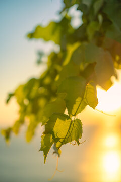 Vibrant green leaves glowing warm golden backlit summer sunlight lush foliage nature closeup radiant bokeh. Peaceful summer nature scene botanical. Serene eco wellbeing natural greenery relax fresh