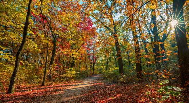 Stunning autumn forest path golden orange fall foliage tall trees sunlight woodland trail scenic seasonal nature. Peaceful autumn nature landscape scene. Serene woodland hiking wellness seasonal fall