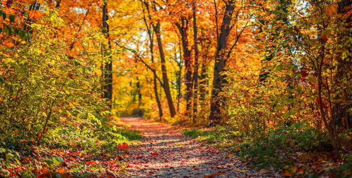 Gorgeous autumn forest trail colorful fall foliage golden trees winding woodland path scenic seasonal nature. Peaceful autumn nature landscape scene. Serene woodland hiking wellness seasonal fall
