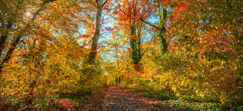 Breathtaking autumn woodland trail vivid orange red fall leaves tall trees sunlight scenic seasonal forest. Peaceful autumn nature landscape scene. Serene woodland hiking wellness seasonal fall