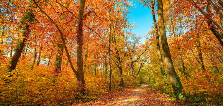 Spectacular autumn forest trail glowing red orange fall leaves tall trees dramatic sunlight scenic woodland. Peaceful autumn nature landscape scene. Serene woodland hiking wellness seasonal panorama