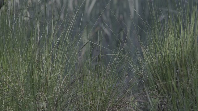 Close-up video of dense green reeds and marsh vegetation growing in a natural wetland habitat. Sunlight filters through the tall plants, creating highlights and shadows in a peaceful freshwater enviro
