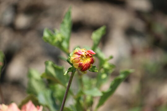Beautiful Dahlia flower bud making scenary, best for wallpaper