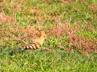 Closeup of Eurasian hoopoe (Upupa epops) foraging for insects and small reptiles on the grasslands of the Algarve region of southern Portugal © Luis