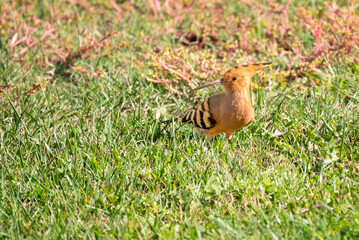 Resident Eurasian hoopoe (Upupa epops) foraging for insects and small reptiles on the grasslands of the Algarve region of southern Portugal © Luis