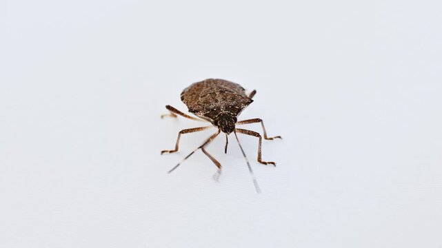 Brown stink bug standing on white background