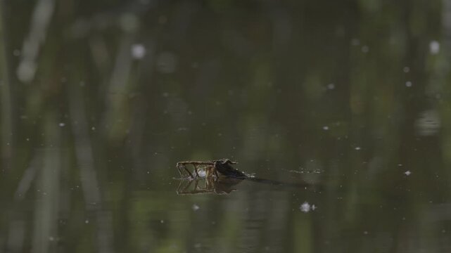 Close-up video of green aquatic reeds and wetland vegetation growing in calm pond water. Natural sunlight illuminates the leaves and stems, creating reflections and a peaceful atmosphere in a freshwat