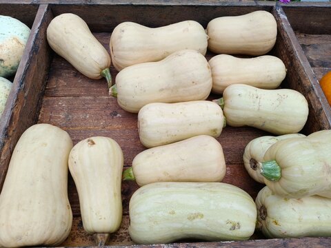 Pale Cream Squash and Pumpkins Arranged in Rustic Wooden Crate. Assortment of pale cream and light green elongated squash arranged in a wooden crate at an autumn harvest exhibition. The smooth