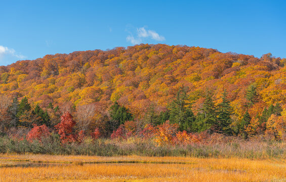 青空の下、黄金色の湿原と紅葉に染まる蔦沼の山