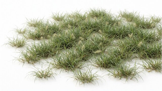 Isolated patch of wild grass and weeds on white background