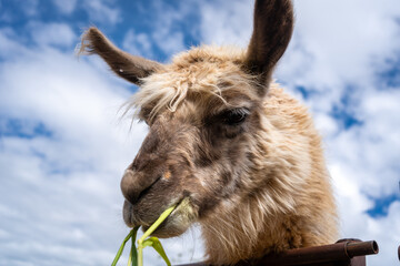 Fototapeta premium Fluffy Llama Chewing Grass Under a Blue Sky in Peru
