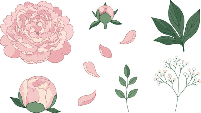 Pink peony vector illustration set with blooming flower buds petals leaves and gypsophila branch for wedding invitation greeting card and cosmetics design