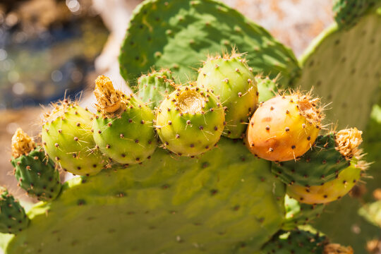 Ripe prickly pear fruits growing on green prickly pear cactus opuntia plant outdoor in summer