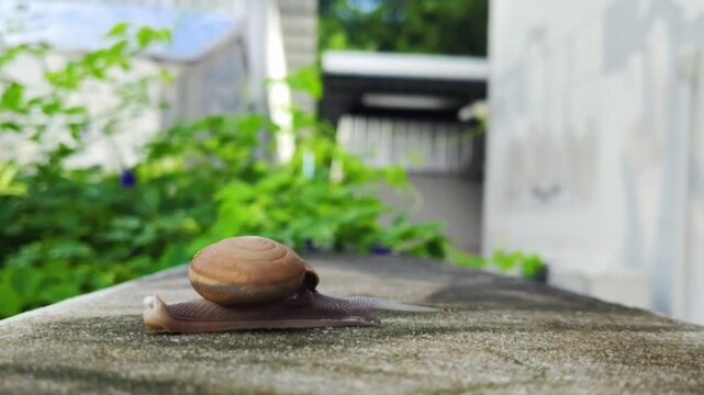 Brown garden snail crawling slowly along a concrete wall outdoors with blurred green plants in the background, close-up nature footage.