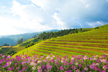 Fototapeta premium Breathtaking scenery of terraced rice fields at sunset. The Mu Cang Chai rice terraces in Vietnam.