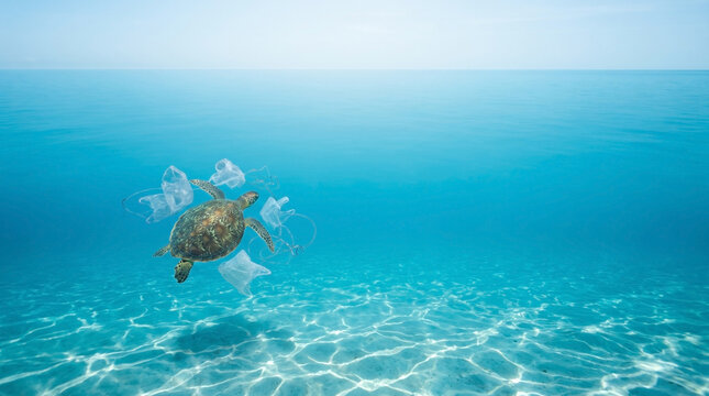 Sea turtle swimming through plastic waste in clear blue ocean water
