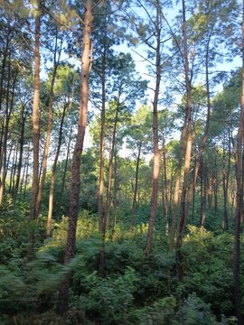 trees in the forest