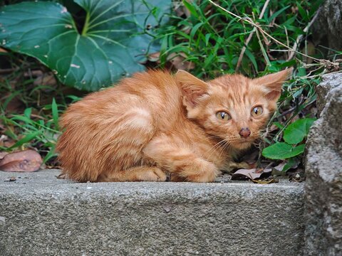A timid orange kitten curled up next to the leaves