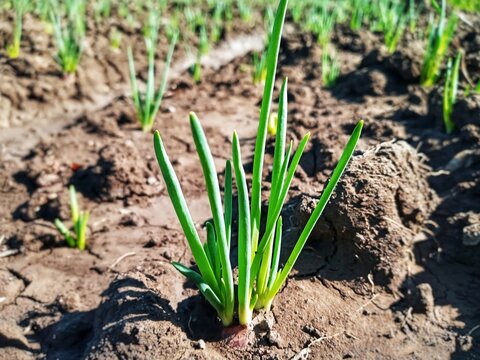 Young shallots sprouting in the fertile rice field, young red onion plants growing healthy in agriculture soil