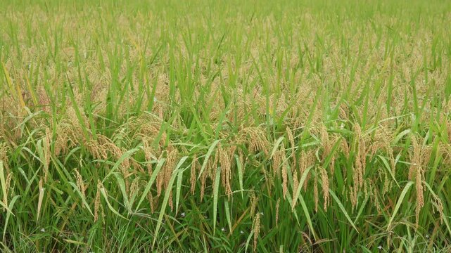 収穫間近の稲（右方向へパン）