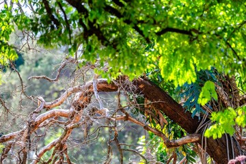 Tangle of bare, weathered tree branches against sunlit green foliage, with epiphytes and philodendron leaves growing on the trunk in a tropical forest. © Adilson