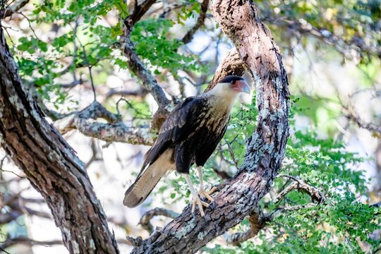 Young southern crested caracara (Caracara plancus) perched on a lichen-covered tree branch among green foliage, bird of prey in its natural habitat in Brazil.