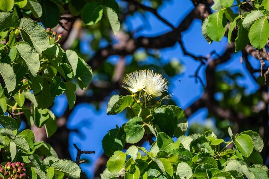 Pequi tree (Caryocar brasiliense) in bloom with white flowers and pink buds among green leaves against a clear blue sky, native tree of the Brazilian Cerrado.