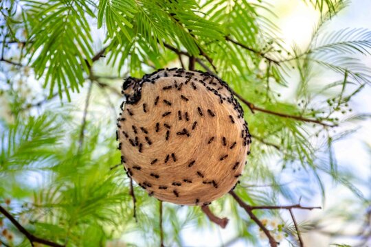 Round paper wasp nest covered with social wasps hanging from a tree branch among feathery green leaves and white flowers, wild insect colony in nature in Brazil.