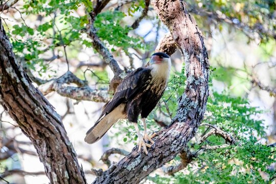 Young southern crested caracara (Caracara plancus) perched on a lichen-covered tree branch among green foliage, bird of prey in its natural habitat in Brazil.