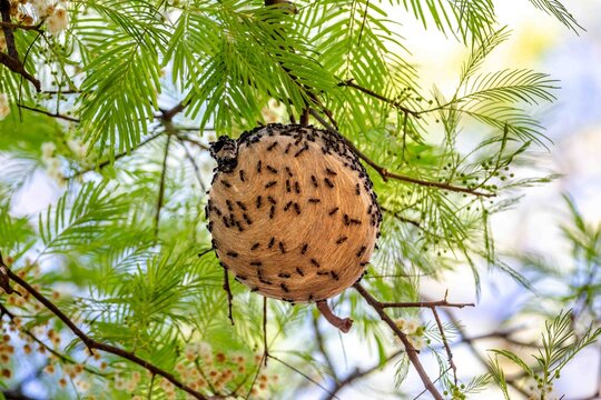 Round paper wasp nest covered with social wasps hanging from a tree branch among feathery green leaves and white flowers, wild insect colony in nature in Brazil.