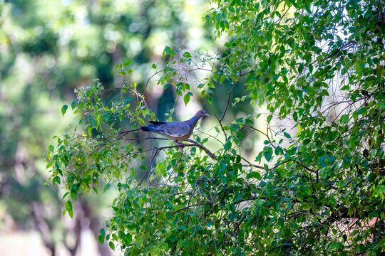 Picazuro Pigeon (Patagioenas picazuro) perched on a tree branch among green leaves, Brazil