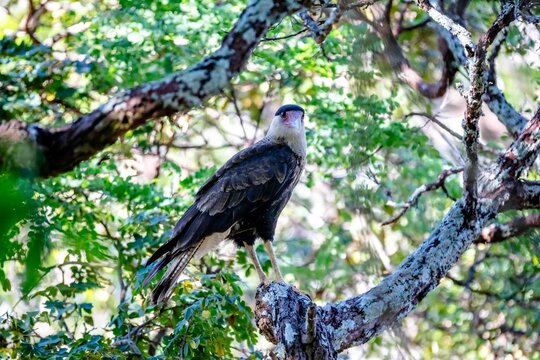 Young southern crested caracara (Caracara plancus) perched on a lichen-covered tree branch among green foliage, bird of prey in its natural habitat in Brazil.