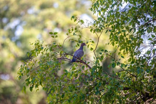 Picazuro Pigeon (Patagioenas picazuro) perched on a tree branch among green leaves, Brazil