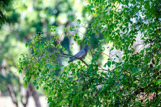 Picazuro Pigeon (Patagioenas picazuro) perched on a tree branch among green leaves, Brazil