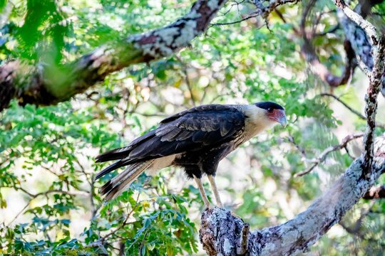 Young southern crested caracara (Caracara plancus) perched on a lichen-covered tree branch among green foliage, bird of prey in its natural habitat in Brazil.