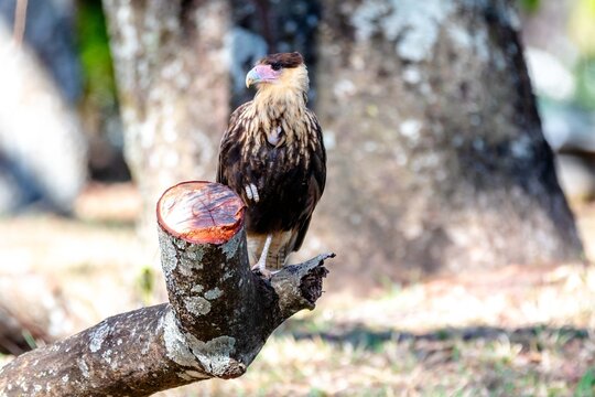 Young southern crested caracara (Caracara plancus) perched on a lichen-covered tree branch among green foliage, bird of prey in its natural habitat in Brazil.