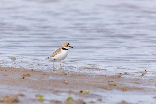 Collared Plover (Charadrius collaris) by the riverbank.
