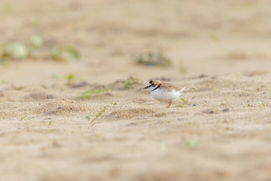Collared Plover (Charadrius collaris) on the beach sand.
