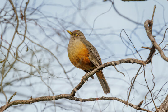 Rufous-bellied Thrush (Turdus rufiventris) perched on a branch.