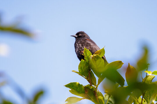 A Variable Oriole (Icterus pyrrhopterus) perched on a branch on the blue sky.