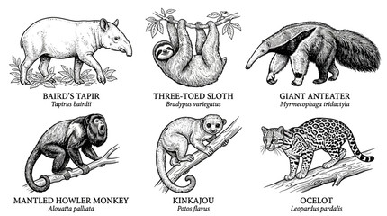 Fototapeta premium Central and South American animals featuring a tapir, sloth, anteater, howler monkey, kinkajou, and ocelot illustrated in vintage black and white engraving style.