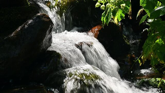 Water cascading over rocks in a forest stream