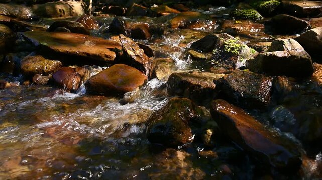 Clear stream flowing over wet rocks in a forest