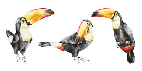 Set of three tropical toucans in different poses, painted in watercolor with black plumage and yellow, orange and red beaks. Designed for zoo, wildlife, nursery, textile, packaging and travel projects © Mea_ta 