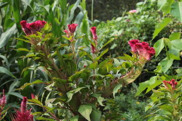 Obraz premium Celosia Argentia, Cock's Comb or Amaranthus red flowers and plant 